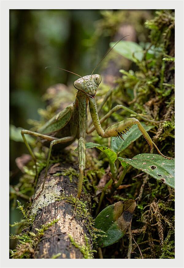 Praying Mantis In The Wild