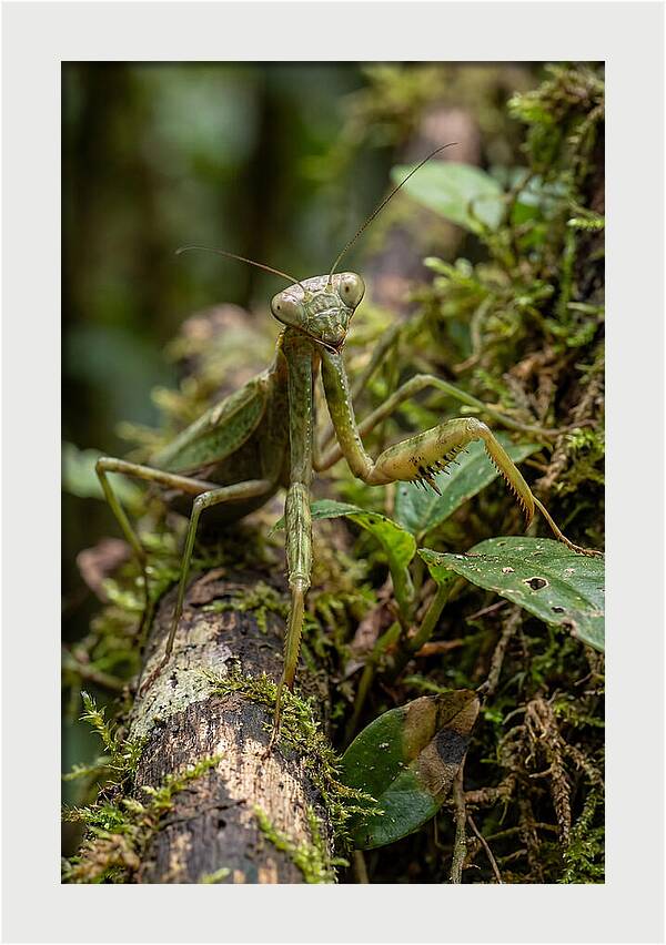 Praying Mantis In The Wild