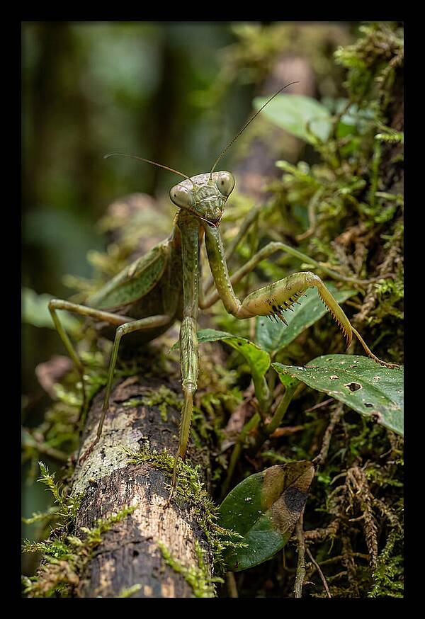 Praying Mantis In The Wild