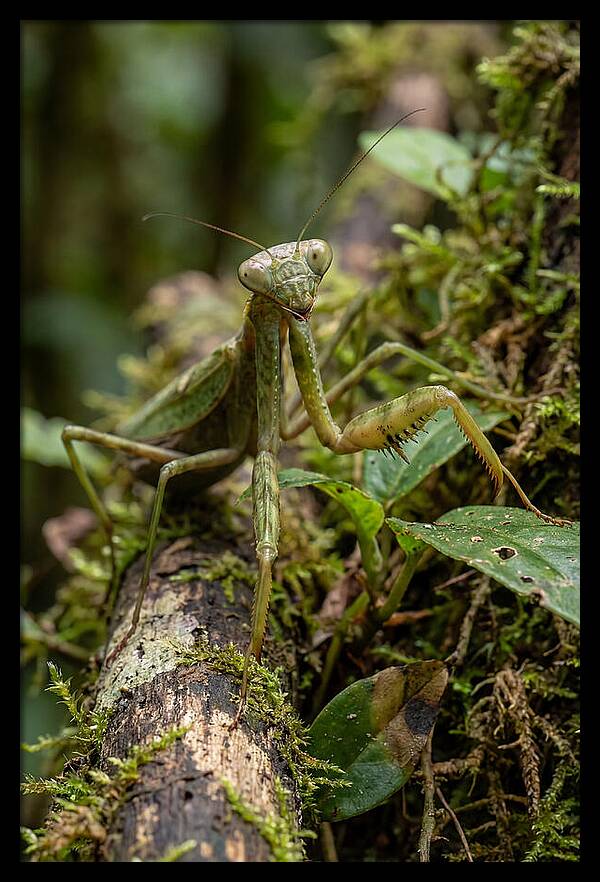 Praying Mantis In The Wild