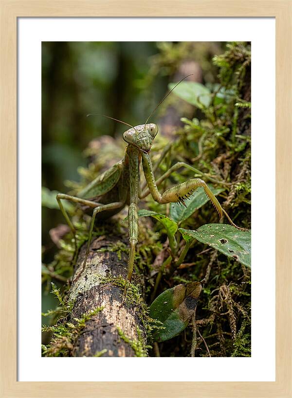Praying Mantis In The Wild