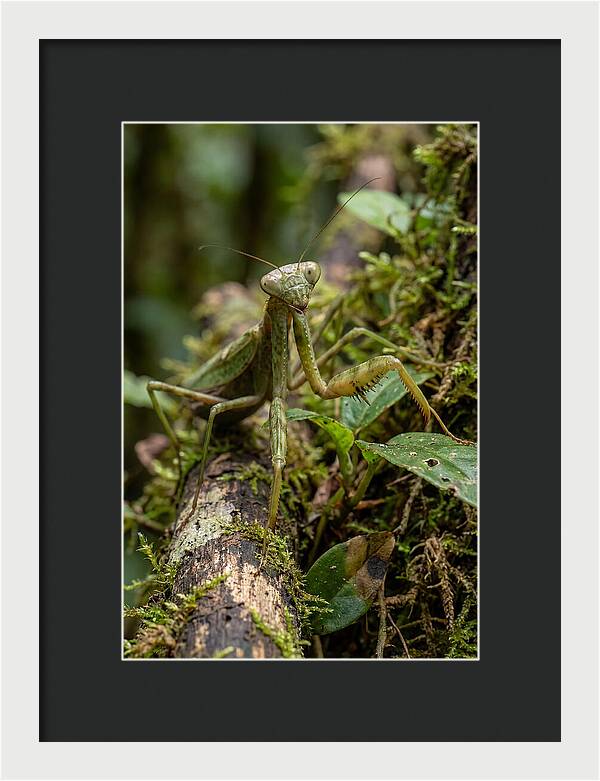 Praying Mantis In The Wild
