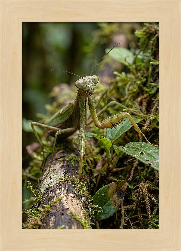 Praying Mantis In The Wild