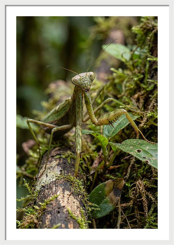 Praying Mantis In The Wild