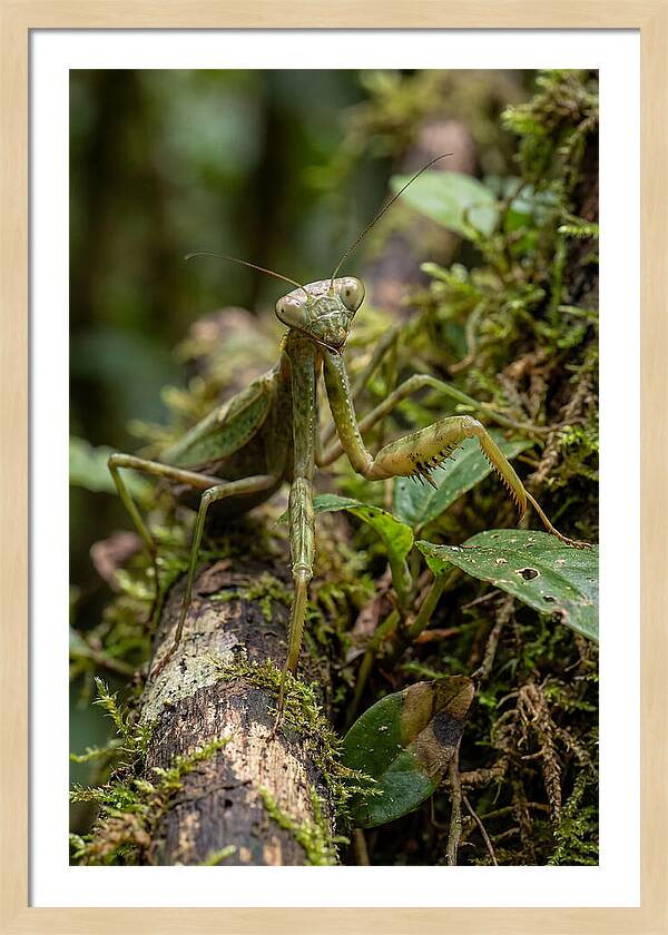 Praying Mantis In The Wild