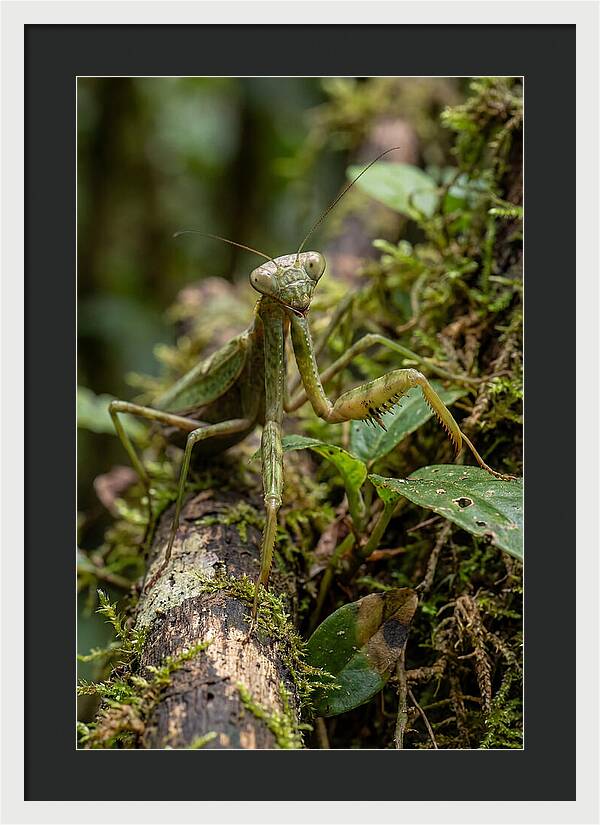 Praying Mantis In The Wild