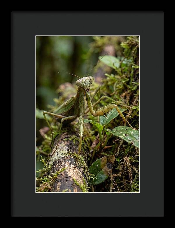 Praying Mantis In The Wild