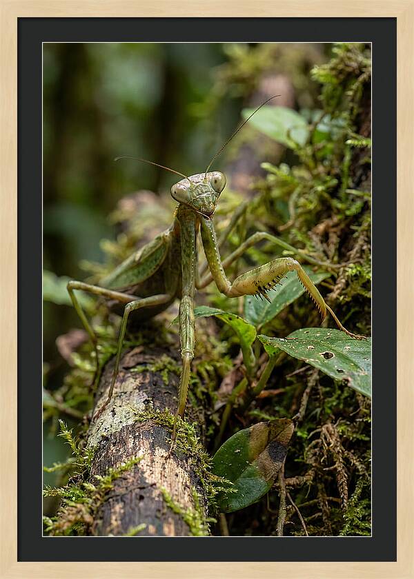 Praying Mantis In The Wild