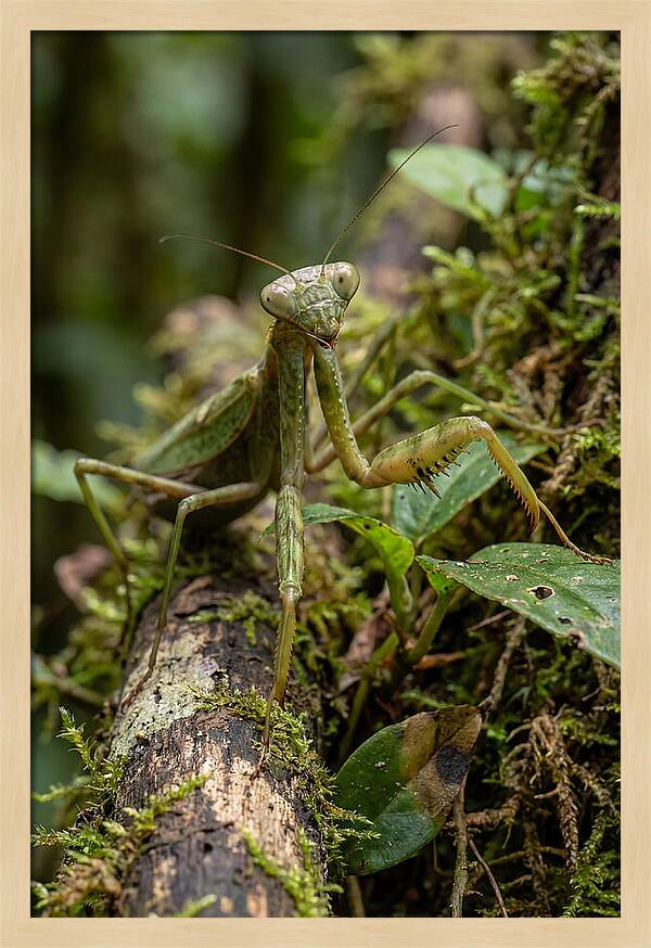 Praying Mantis In The Wild
