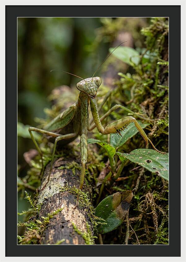 Praying Mantis In The Wild