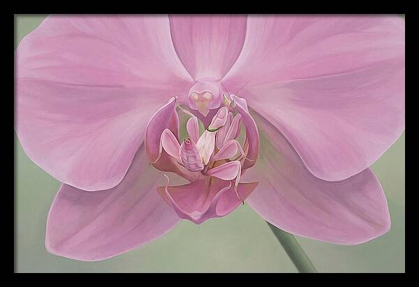 Praying Mantis Orchid Camouflage
