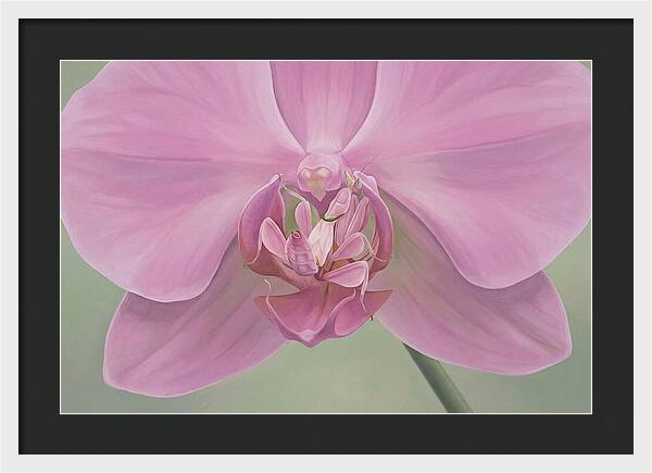 Praying Mantis Orchid Camouflage