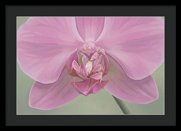Praying Mantis Orchid Camouflage