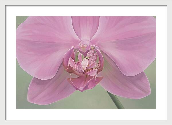 Praying Mantis Orchid Camouflage