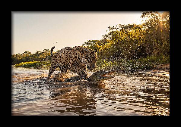 Predator In The Shadows