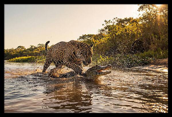 Predator In The Shadows