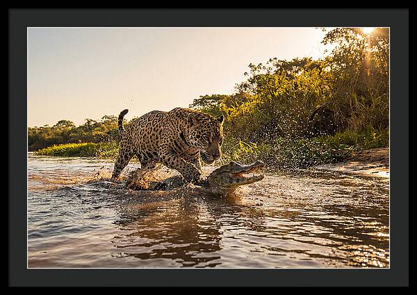 Predator In The Shadows