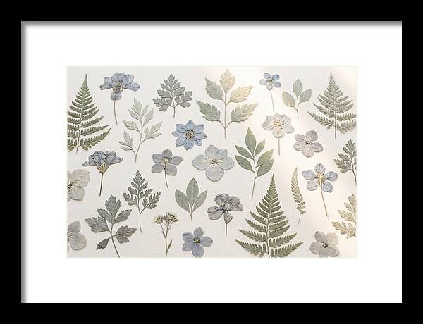 Pressed Botanical Specimens Collection