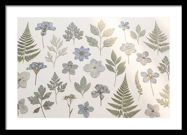 Pressed Botanical Specimens Collection
