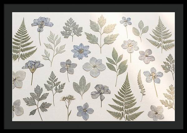 Pressed Botanical Specimens Collection