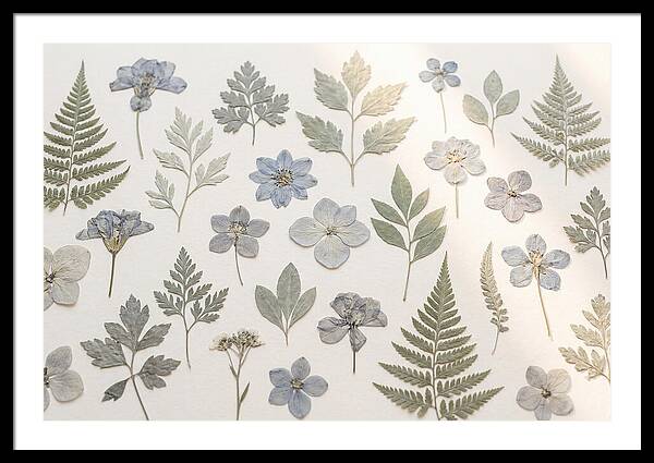 Pressed Botanical Specimens Collection