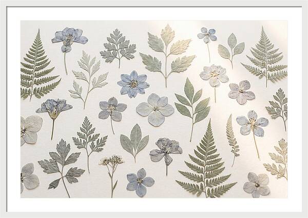 Pressed Botanical Specimens Collection