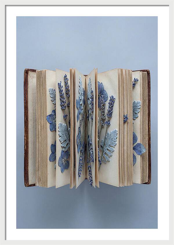 Pressed Flowers In An Old Book