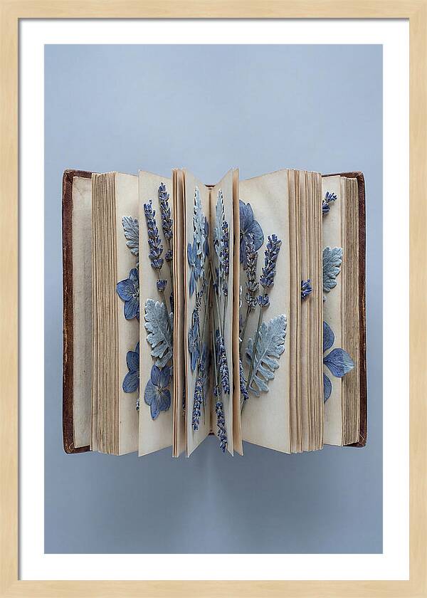 Pressed Flowers In An Old Book
