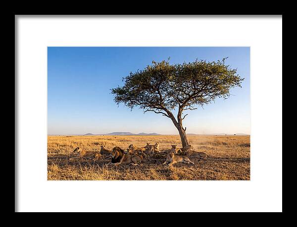 Pride Of Lions Under Acacia Tree