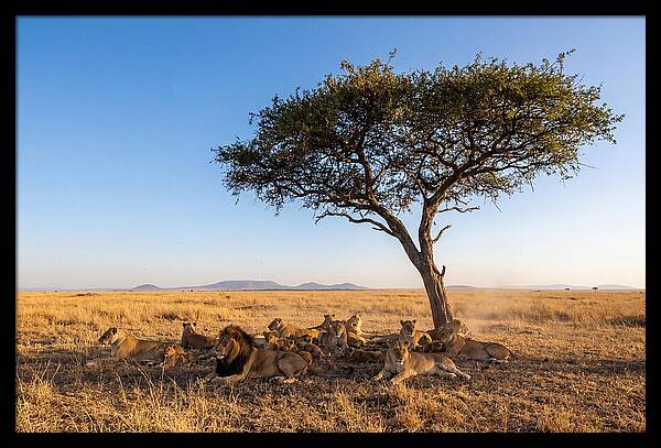 Pride Of Lions Under Acacia Tree