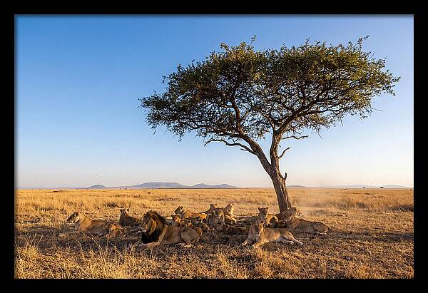 Pride Of Lions Under Acacia Tree