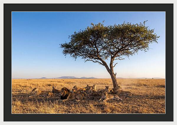 Pride Of Lions Under Acacia Tree
