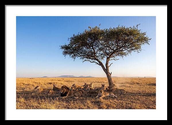 Pride Of Lions Under Acacia Tree