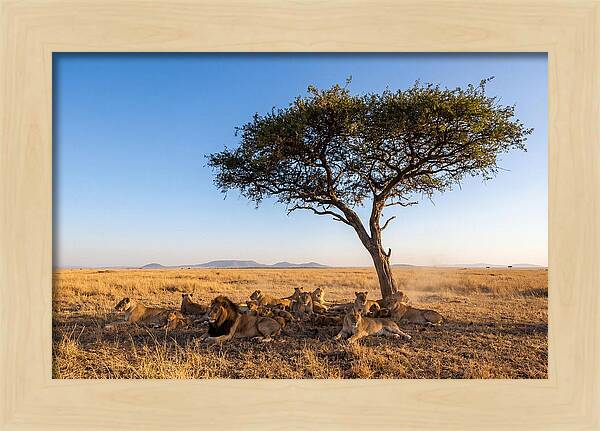 Pride Of Lions Under Acacia Tree