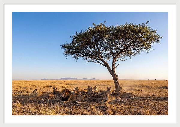 Pride Of Lions Under Acacia Tree