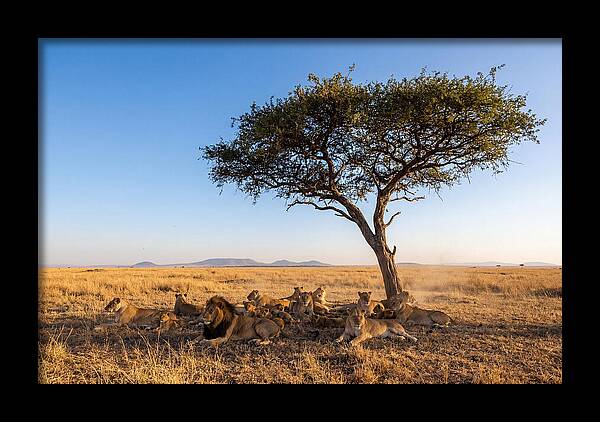 Pride Of Lions Under Acacia Tree