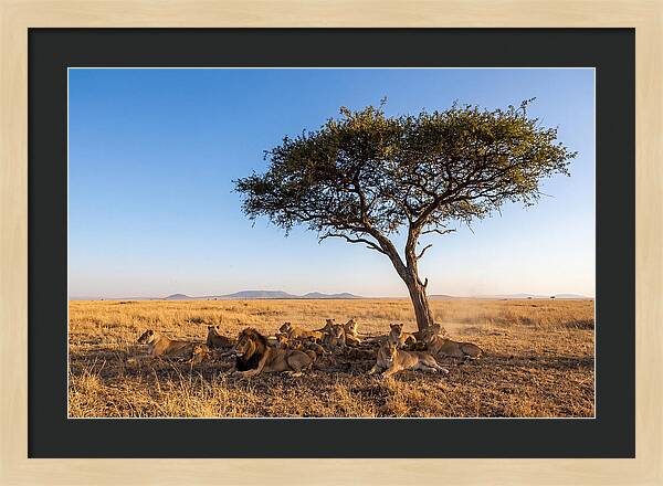 Pride Of Lions Under Acacia Tree
