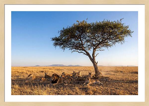 Pride Of Lions Under Acacia Tree