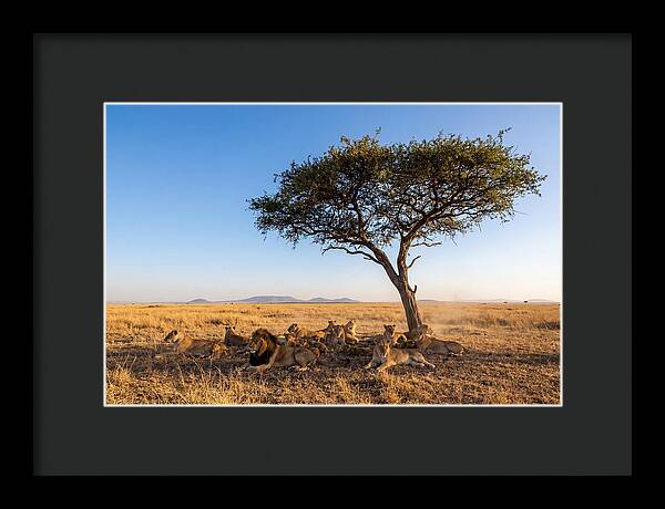 Pride Of Lions Under Acacia Tree
