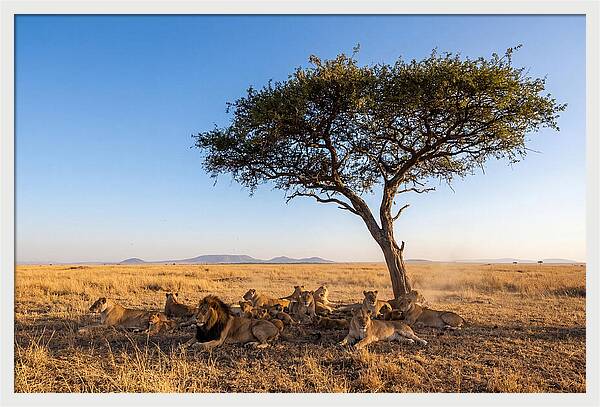Pride Of Lions Under Acacia Tree