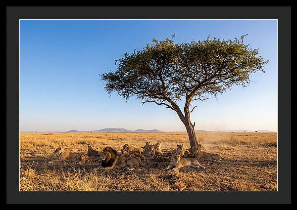 Pride Of Lions Under Acacia Tree