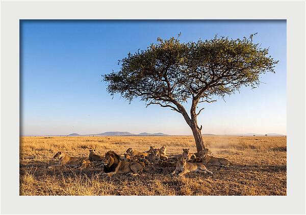 Pride Of Lions Under Acacia Tree