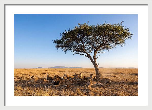 Pride Of Lions Under Acacia Tree