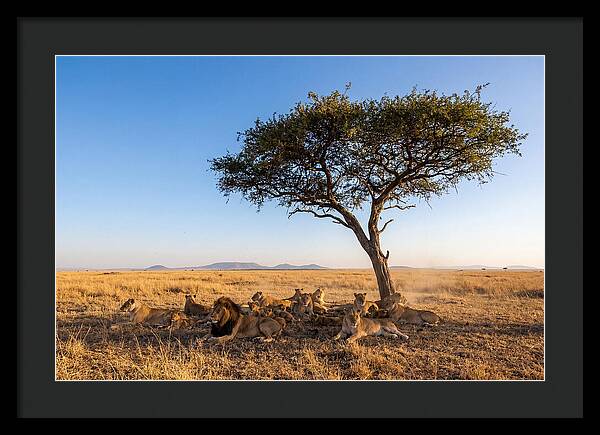 Pride Of Lions Under Acacia Tree