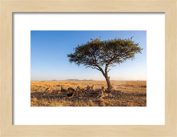 Pride Of Lions Under Acacia Tree
