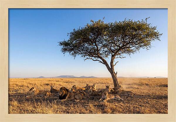 Pride Of Lions Under Acacia Tree