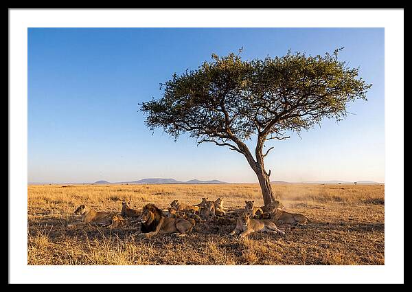 Pride Of Lions Under Acacia Tree