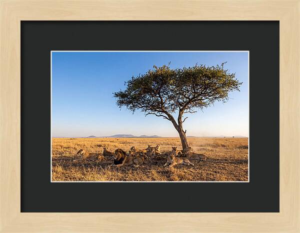 Pride Of Lions Under Acacia Tree