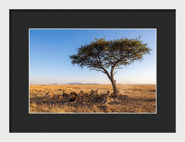 Pride Of Lions Under Acacia Tree