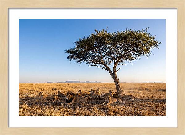 Pride Of Lions Under Acacia Tree